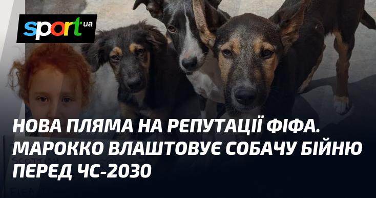 Нове пляма на іміджі ФІФА. У Марокко розгортається жорстока боротьба собак напередодні ЧС-2030.
